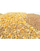 CEREALES Y SEMILLAS